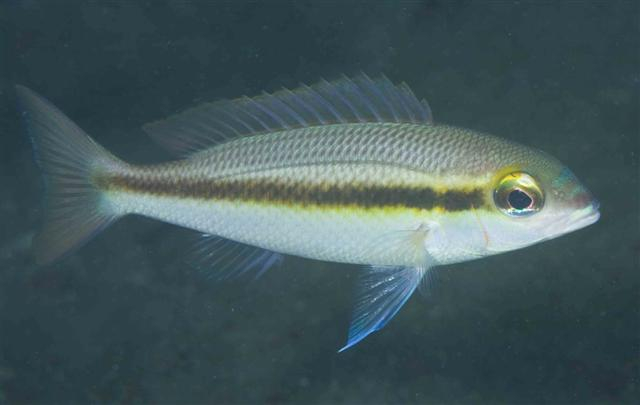 Scolopsis affinis (Peter’s Monocle Bream)